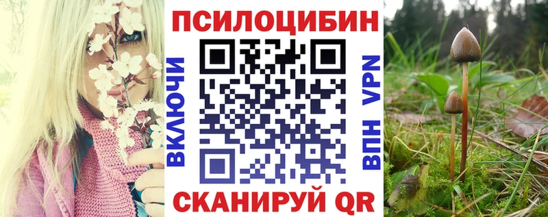 Галлюциногенные грибы Psilocybe  blacksprut ссылки  Мещовск 