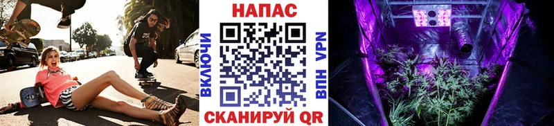 Канабис семена  Мещовск 